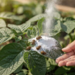 découvrez comment utiliser le bicarbonate de soude pour lutter efficacement contre les doryphores et protéger votre jardin naturellement.
